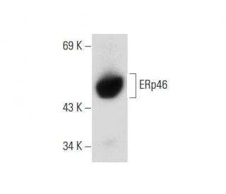 ERp46 Antibody (F-3) - Western Blotting - Image 133970 