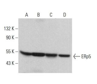 ERp5 Antibody (C-4) - Western Blotting - Image 381454 