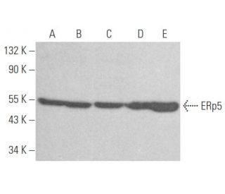 ERp5 Antibody (G-5) - Western Blotting - Image 356061 