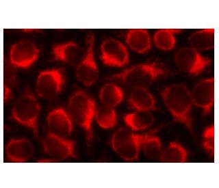 ERp57 Antibody (4E69) - Immunofluorescence - Image 135321 