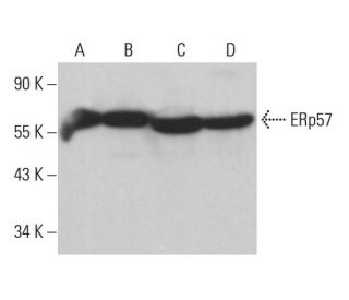 ERp57 Antibody (E-7) - Western Blotting - Image 380927 