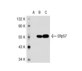 ERp57 Antibody (TO-2) - Western Blotting - Image 37379