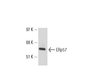 ERp57 Antibody (TO-2) - Western Blotting - Image 17215