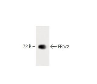 ERp72 Antibody (3) - Western Blotting - Image 60296 