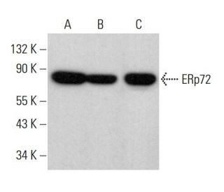 ERp72 Antibody (B-4) - Western Blotting - Image 382181 