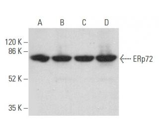 ERp72 Antibody (C-7) - Western Blotting - Image 357947 
