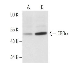 ERRα Antibody (2ERR2) - Western Blotting - Image 15859