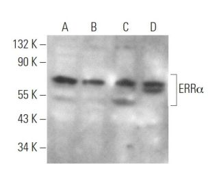 ERR&alpha; Antibody (1ERR87) - Western Blotting - Image 372366