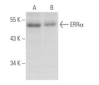 ERR&alpha; Antibody (2ERR37) - Western Blotting - Image 15777