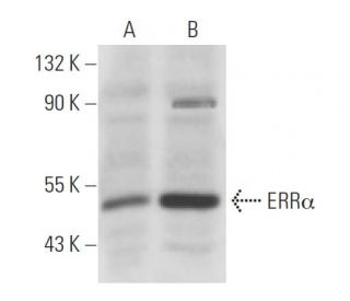 ERR&alpha; Antibody (2ERR7) - Western Blotting - Image 16279