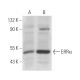 ERRα Antibody (2ERR7) - Western Blotting - Image 16279