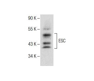 ESC Antibody (F-6) - Western Blotting - Image 287631