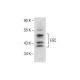 ESC Antibody (F-6) - Western Blotting - Image 287631