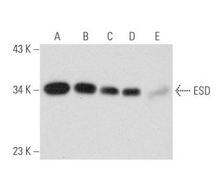 ESD Antibody (H-9) - Western Blotting - Image 333470 