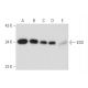 ESD Antibody (H-9) - Western Blotting - Image 333470 