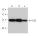 ESD Antibody (H-9) - Western Blotting - Image 365641