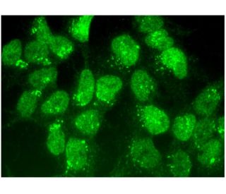 ESET Antibody (A-7) - Immunofluorescence - Image 296399 