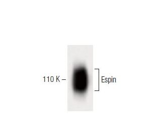 Espin Antibody (31) - Western Blotting - Image 60507