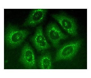 ESX1 Antibody (B-9) - Immunofluorescence - Image 146004 