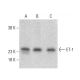 Endothelin-1/EDN1/ET-1 Antibody (C7) - Western Blotting - Image 399434 