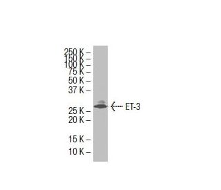 Endothelin-3/EDN3/ET-3 Antibody (5E8) - Western Blotting - Image 33595
