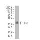 Endothelin-3/EDN3/ET-3 Antibody (5E8) - Western Blotting - Image 33595