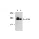 ETAR Antibody (D-2) - Western Blotting - Image 391881
