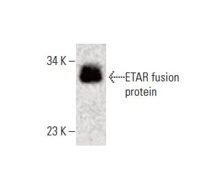 ETAR Antibody (H-11) - Western Blotting - Image 395671