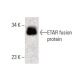 ETAR Antibody (H-11) - Western Blotting - Image 395671