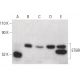 ETBR Antibody (C-5) - Western Blotting - Image 399643 