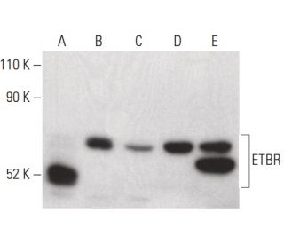ETBR Antibody (C-5) - Western Blotting - Image 399643Each CRISPR/Cas9 Knockout (KO) Plasmid product consists of a pool of 3 plasmids designed to ensure identification and cleavage of a specific gene for maximum knockout efficiency. Each plasmid encodes a unique 20 nt sequence derived from the GeCKO (v2) library. 