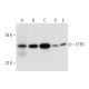 ETFB Antibody (F-1) - Western Blotting - Image 332809 
