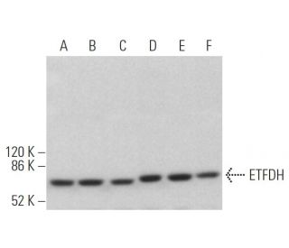 ETFDH Antibody (D-2) - Western Blotting - Image 372854 