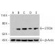ETFDH Antibody (D-2) - Western Blotting - Image 415890 