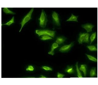 Ethanolamine kinase Antibody (3F11) - Immunofluorescence - Image 351781 