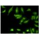 Ethanolamine kinase Antibody (3F11) - Immunofluorescence - Image 351781 