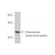 Ethanolamine kinase Antibody (3F11) - Western Blotting - Image 349596