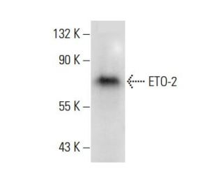 ETO-2 Antibody (D-4) - Western Blotting - Image 303849 