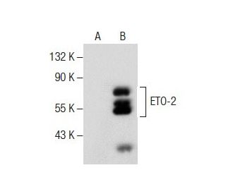 ETO-2 Antibody (G-7) - Western Blotting - Image 287810 