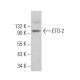 ETO-2 Antibody (G-7) - Western Blotting - Image 373165