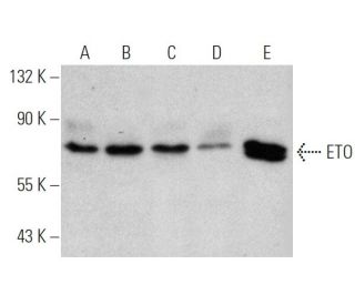 ETO Antibody (3H11) - Western Blotting - Image 366688The Double Nickase Plasmid features a U6 promoter for sgRNA expression, a 20 nt targeting sequence, and a gRNA scaffold to guide Cas9n. It includes a CBh promoter for Cas9n (D10A) and puromycin resistance, GFP for transfection verification, and nuclear localization signals (NLS). The 2A peptide allows co-expression of Cas9n and Puro from a single promoter, enabling precise genome editing with reduced off-target effects.