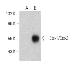 Ets-1/Ets-2 Antibody (D-7) - Western Blotting - Image 370450