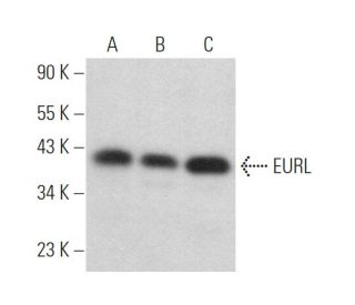 EURL Antibody (G-4) - Western Blotting - Image 372776 