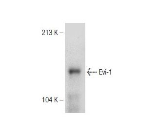 Evi-1 Antibody (2331C1a1) - Western Blotting - Image 149555 