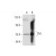 EVL Antibody (G-2) - Western Blotting - Image 144708 