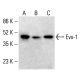 Evx-1 Antibody (397.3) - Western Blotting - Image 412720