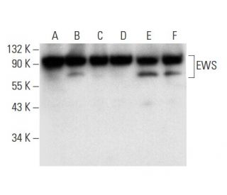 EWS Antibody (C-9) - Western Blotting - Image 303387 