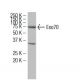 Exo70 Antibody (ZZ-7) - Western Blotting - Image 34106 
