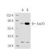 Exo70 Antibody (ZZ-7) - Western Blotting - Image 48219