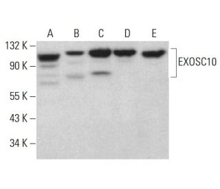 EXOSC10 Antibody (B-8) - Western Blotting - Image 382761 